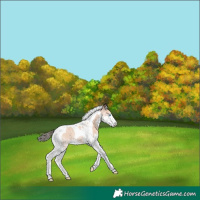 Horse Color:Amber Champagne Splash Tobiano Rabicano 