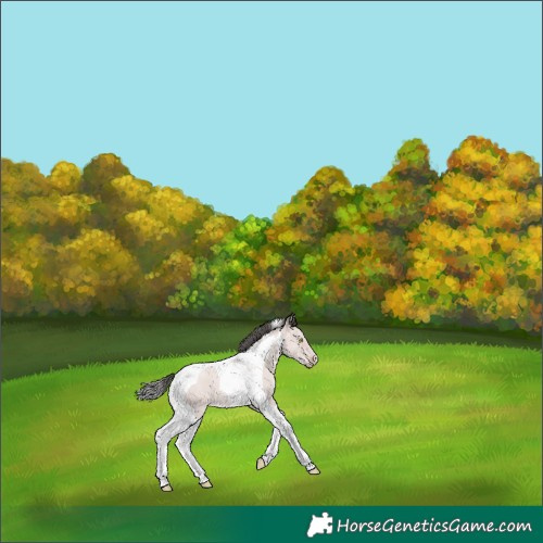 Horse Color:Platinum Amber Champagne Tobiano 