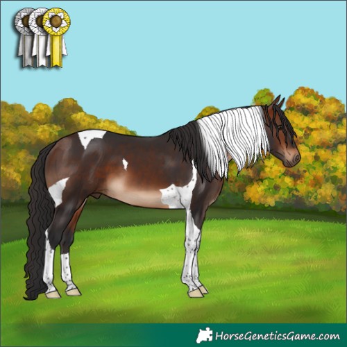 Horse Color:Brown Tobiano 