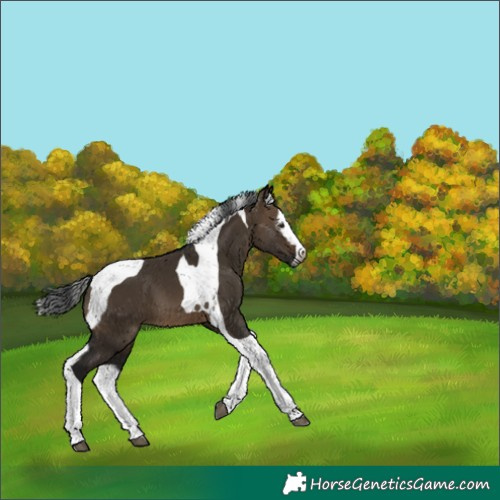 Horse Color:Gray Brown Dun Splash Tobiano 