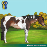 Horse Color:Brown Tobiano 