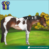 Horse Color:Brown Tobiano 
