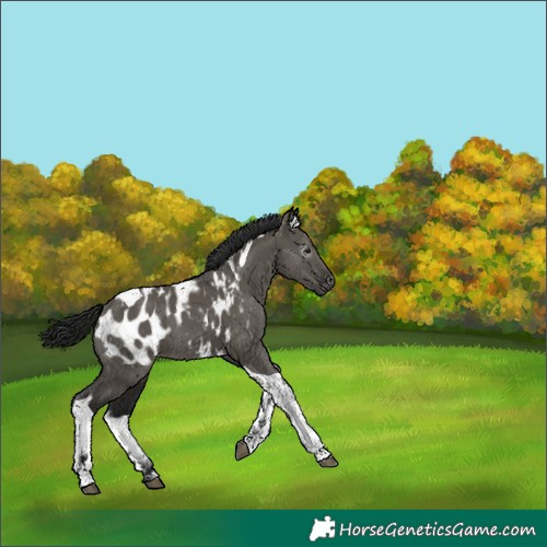 Horse Color:Gray Grullo Tobiano Appaloosa 