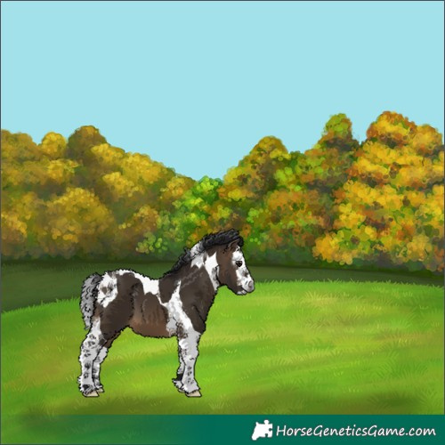 Horse Color:Gray White Spotted Brown Dun Splash Tobiano 