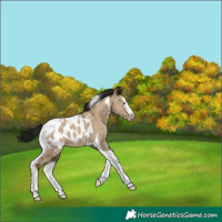 Horse Color:Gray Classic Champagne Dun Splash Tobiano Appaloosa 