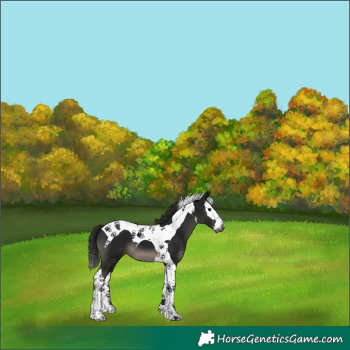 Horse Color:Gray Black Splash Tobiano Appaloosa 