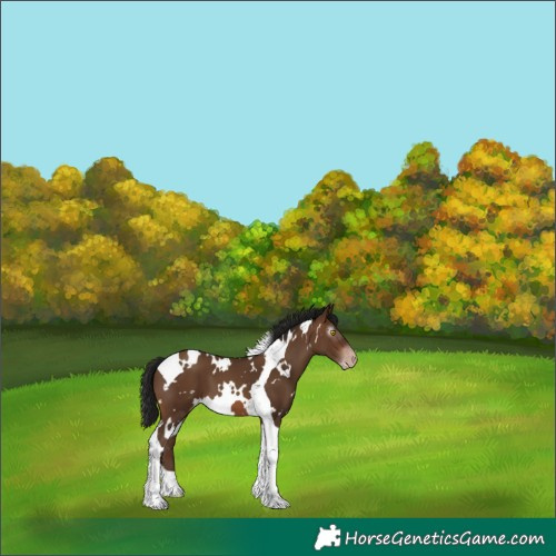 Horse Color:Gray White Spotted Sable Champagne Tobiano 