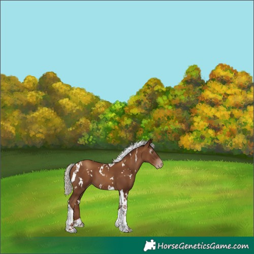 Horse Color:Gray White Spotted Silver Classic Champagne Tobiano Appaloosa 