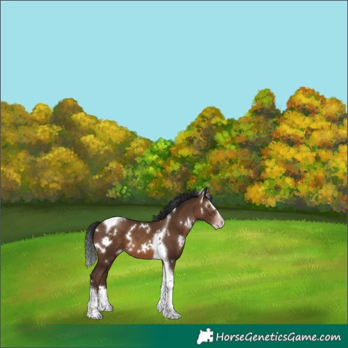 Horse Color:Gray White Spotted Sable Champagne Splash Tobiano