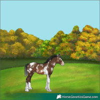 Horse Color:Gray White Spotted Sable Champagne Splash Tobiano 