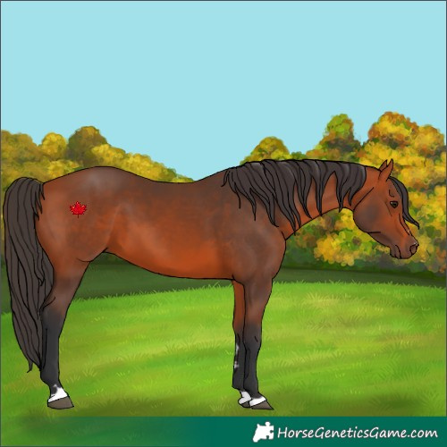 Horse Color:Bay 