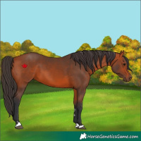 Horse Color:Bay 