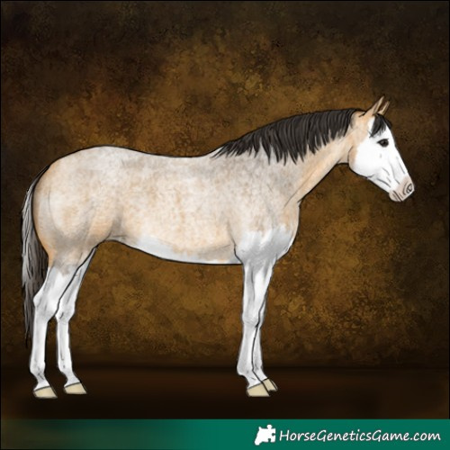 Horse Color:Buckskin Roan Splash 