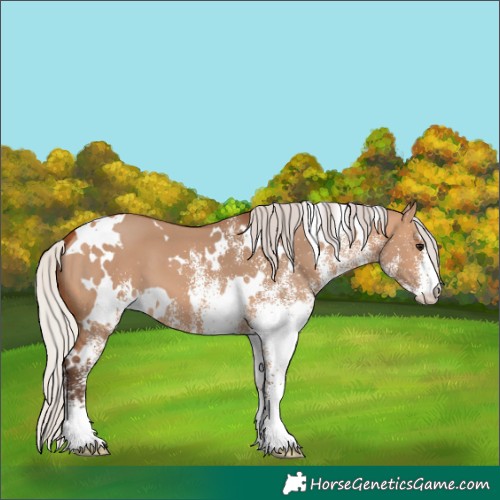 Horse Color:White Spotted Silver Bay Dun 