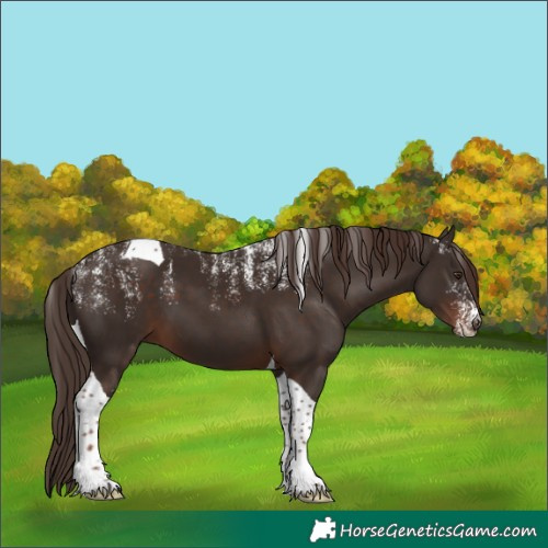 Horse Color:Powder White Liver Chestnut Tobiano 