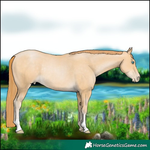 Horse Color:Buckskin Pearl Rabicano 