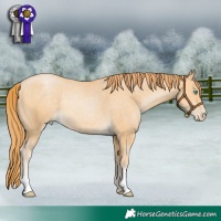 Horse Color:Buckskin Pearl Rabicano 