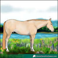 Horse Color:Buckskin Pearl Rabicano 
