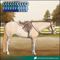 Horse Color:Buckskin Pearl Rabicano 