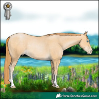 Horse Color:Buckskin Pearl Rabicano 