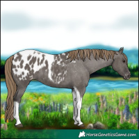Horse Color:Smoky Grullo Tobiano Appaloosa 