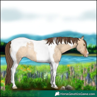 Horse Color:Bay Dun Tobiano Blanket Rabicano 