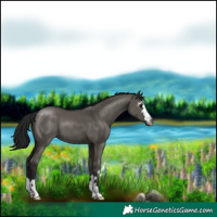 Horse Color:Gray Grullo 