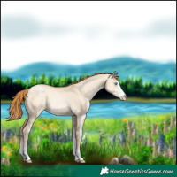 Horse Color:Buckskin Pearl Dun Sabino Rabicano 