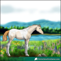 Horse Color:Smoky Grullo Pearl Tobiano Blanket 