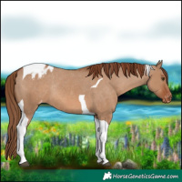 Horse Color:Red Dun Tobiano Blanket Rabicano 