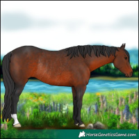 Horse Color:Brown Rabicano 