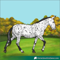 Horse Color:Black Near Leopard 