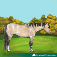 Horse Color:White Spotted Bay Dun Sabino Rabicano 