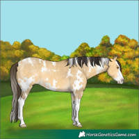 Horse Color:White Spotted Buckskin Dun Sabino Splash 