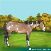 Horse Color:White Spotted Brown Dun Splash