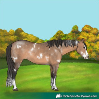 Horse Color:White Spotted Brown Dun Splash Rabicano