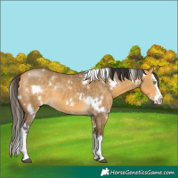 Horse Color:White Spotted Buckskin Dun Splash 