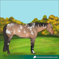 Horse Color:White Spotted Brown Dun Rabicano 