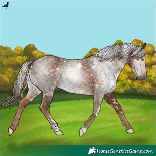 Horse Color:Gray White Spotted Chestnut Rabicano