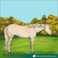 Horse Color:Palomino Dun Splash 