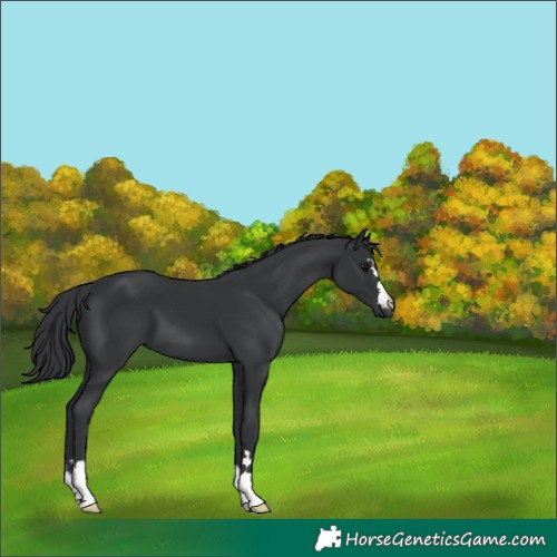 Horse Color:Black 