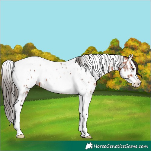 Horse Color:Bay Splash Tobiano Appaloosa  and Bay Splash Tobiano Appaloosa 