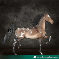 Horse Color:White Spotted Brown Dun 