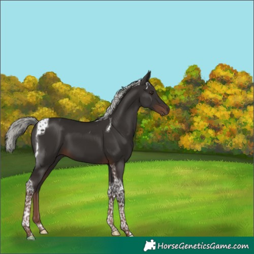Horse Color:Liver Chestnut Mushroom Tobiano 