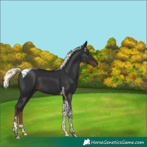Horse Color:Liver Chestnut Mushroom Tobiano 