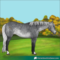 Horse Color:Silver Brown Chinchilla 