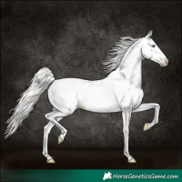 Horse Color:White Spotted Cremello Near Leopard 