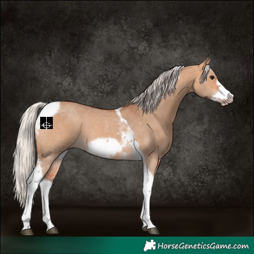 Horse Color:Silver Bay Dun Sabino Tobiano Frame Rabicano