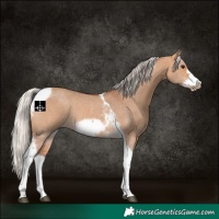 Horse Color:Silver Bay Dun Sabino Tobiano Frame Rabicano