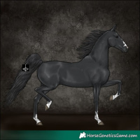 Horse Color:Black 